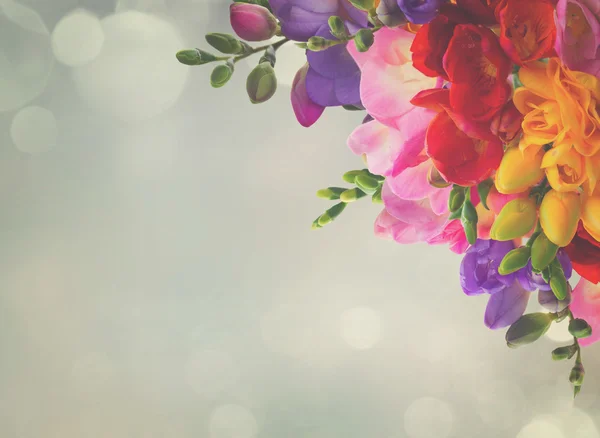 Fresh freesia flowers