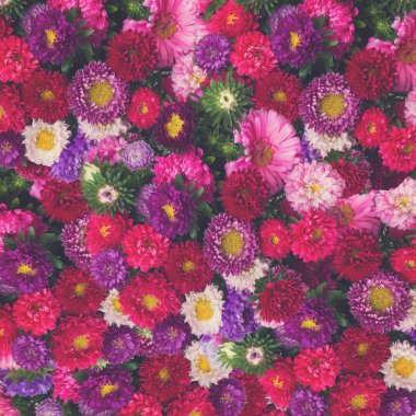 Aster çiçek arka plan