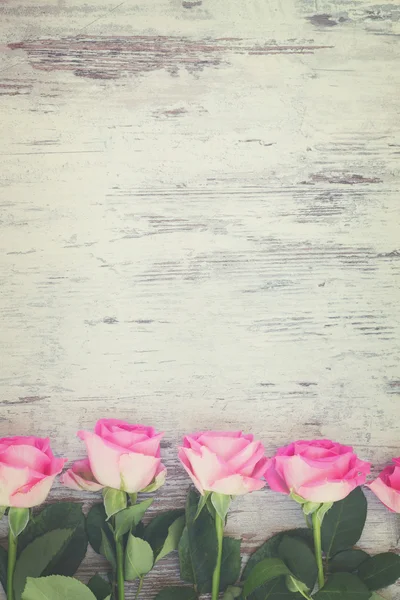 Pink fresh roses — Stok fotoğraf