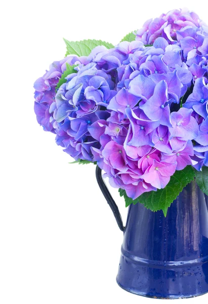 Blå och violett hortensia blommor — Stockfoto