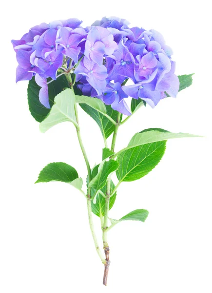 Flores de hortensia azuis e violetas — Fotografia de Stock