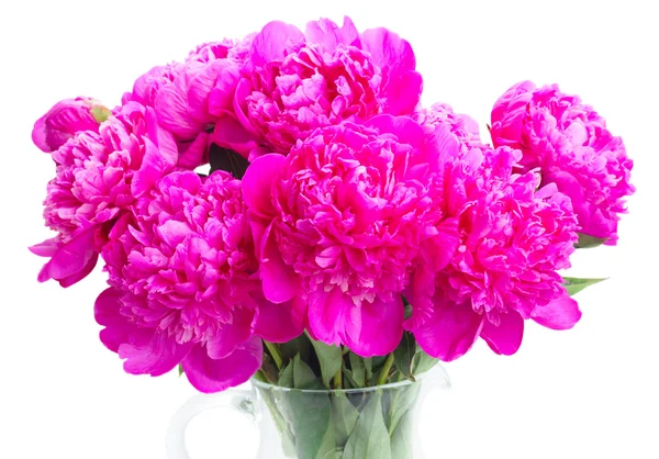 Jasne, różowa piwonia kwiaty — Zdjęcie stockowe