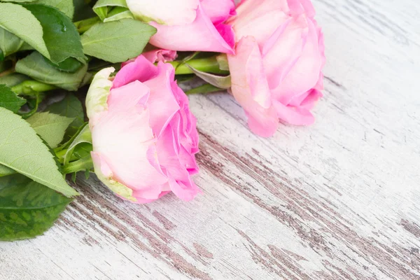 新鮮なピンクのバラ — ストック写真