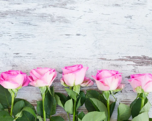 Pink fresh roses — Stockfoto