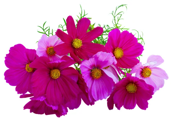 Cosmos roze bloemen — Stockfoto