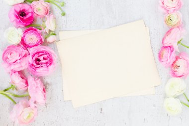 Pembe ve beyaz ranunculus çiçekleri