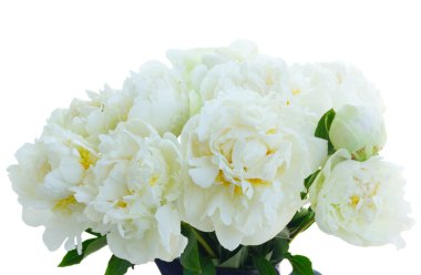 Beyaz şakayık çiçekleri