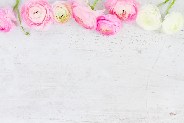 Flores de ranúnculo rosado y blanco — Foto de Stock