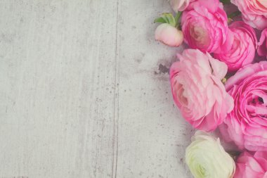 Pembe ve beyaz ranunculus çiçekleri