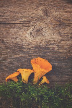 yeşil yosun chanterelles