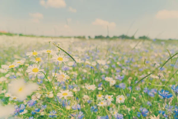 Καλαμποκάλευρο μπλε λουλούδια — Φωτογραφία Αρχείου