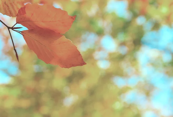 Feuilles jaunes dans le parc d'automne — Photo