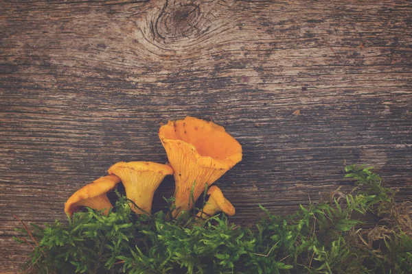 Yeşil yosun chanterelles — Stok fotoğraf