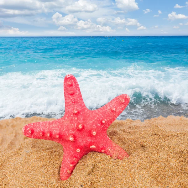 Deniz yıldızı ain kum — Stok fotoğraf