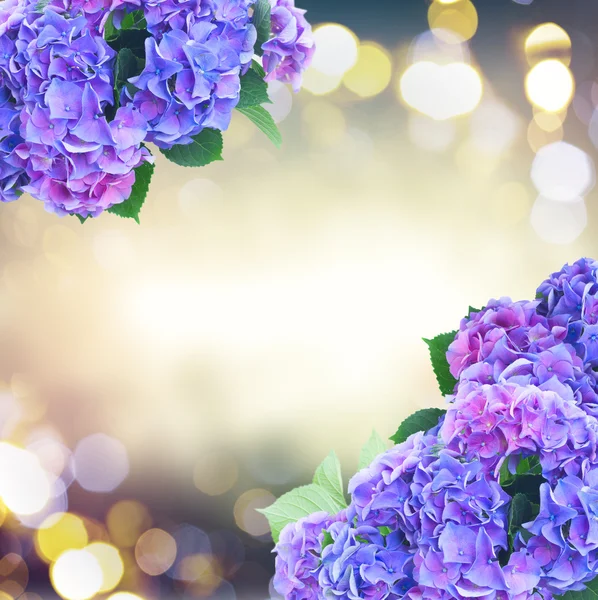 Fiori di ortensia blu e viola — Foto Stock