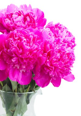 Parlak pembe Şakayık çiçekleri