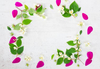 Kozmos pembe çiçekleri