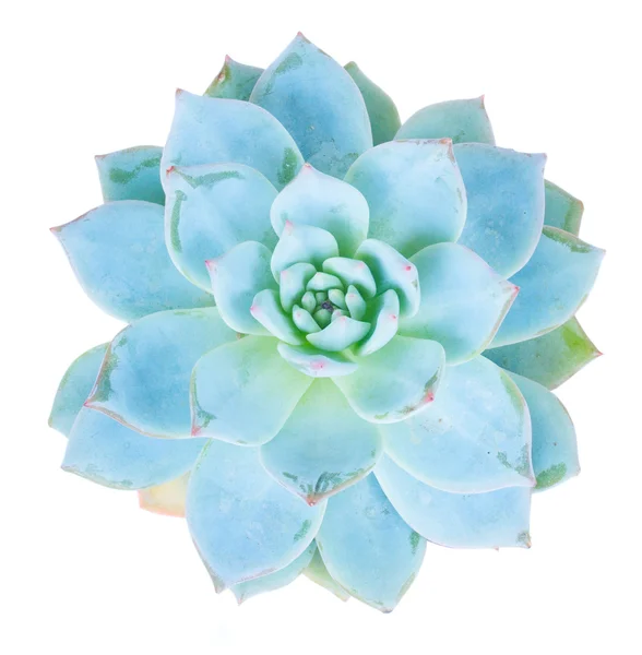 Succulento su bianco — Foto Stock