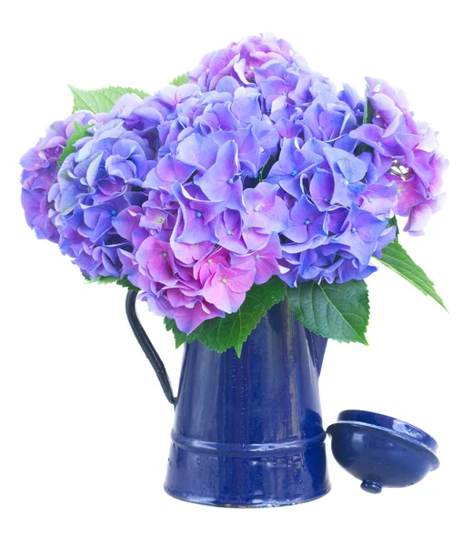 Flores de hortensia azuis e violetas — Fotografia de Stock