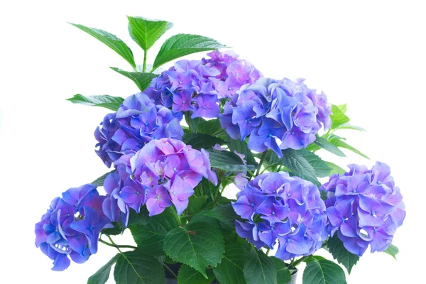 Fleurs d'hortensia bleu et violet — Photo