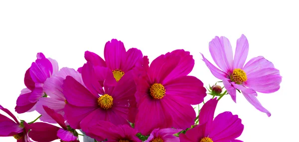 Cosmos fleurs roses — Photo