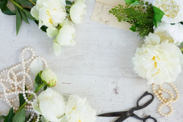 Flores de peonía blanca —  Fotos de Stock