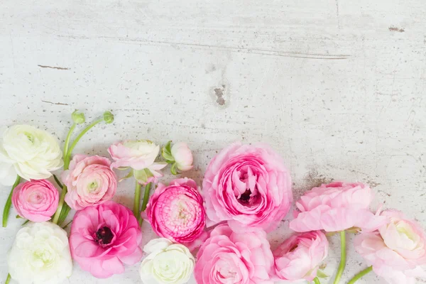 Fleurs de ranunculus roses et blanches — Photo