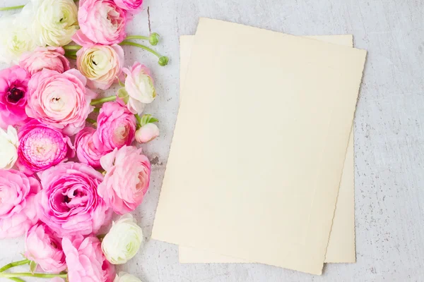 Pink and white ranunculus flowers — Stock Photo, Image