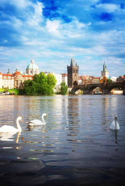 Swans with background of Charles bridge — Stock Photo, Image