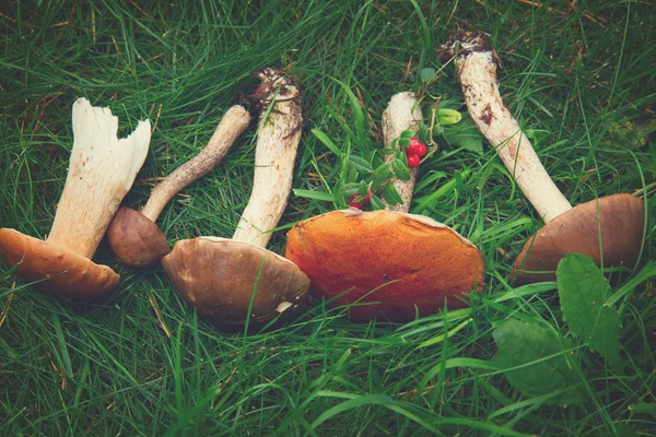 Mogna svampar — Stockfoto