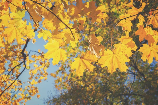 Folhas amarelas no parque outono — Fotografia de Stock