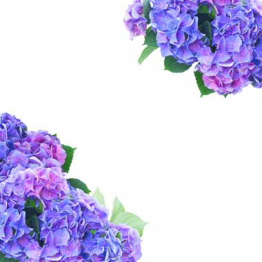 HORTENSIA mavi ve mor çiçekler