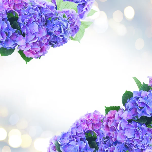 Fiori di ortensia blu e viola — Foto Stock