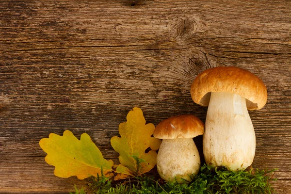 Boletus mantar ahşap arka plan üzerinde — Stok fotoğraf