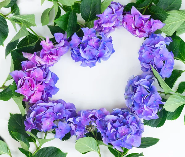 Blue and violet hortensia flowers — Stock Photo, Image