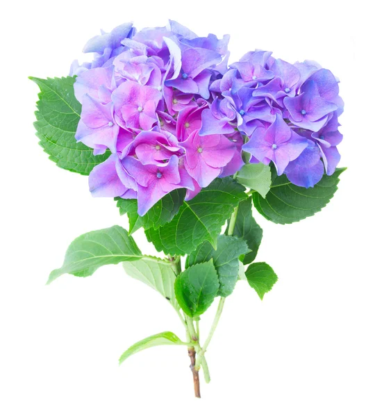 Hortensia modré a fialové květy — Stock fotografie