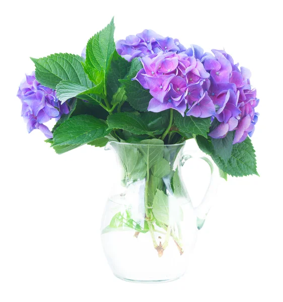 Blue and violet hortensia flowers — Stock Photo, Image