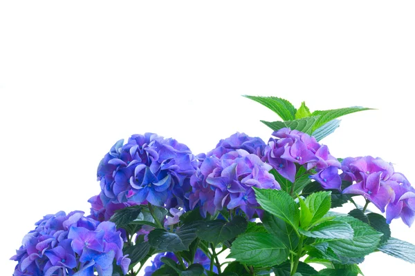 Blue and violet hortensia flowers — Stock Photo, Image