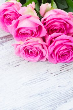Pink fresh roses