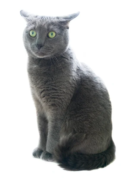 Russische blue cat — Stockfoto