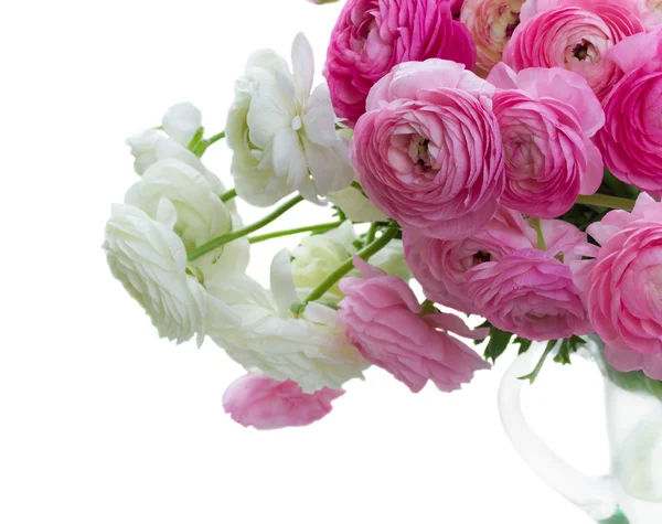 Roze en witte ranunculus bloemen — Stockfoto