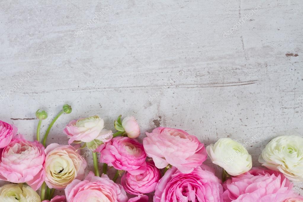 Pink And White Ranunculus Flowers Stock Photo Image By C Neirfys Pink And White Ranunculus Flowers Stock Photo Image By C Neirfys