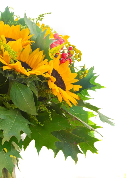 Sunflowers with green leaves — Stock Photo, Image