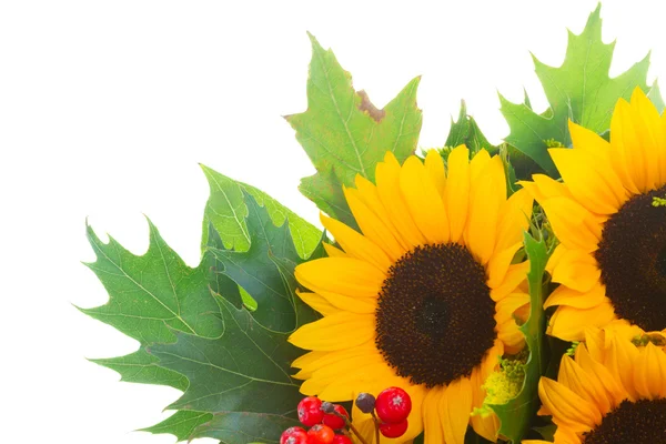 Sonnenblumen mit grünen Blättern — Stockfoto