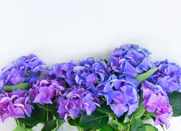Hortensia blauw en violet bloemen — Stockfoto