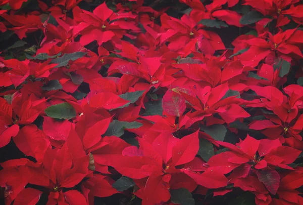 Jardín con flores de poinsettia o estrella de Navidad —  Fotos de Stock