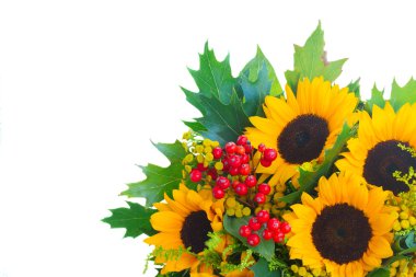 Yeşil yaprakları ile ayçiçeği