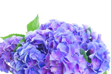 HORTENSIA mavi ve mor çiçekler