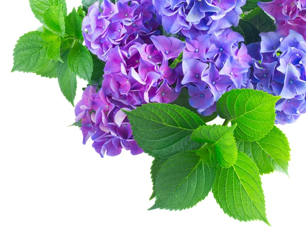 Blaue und violette Hortensienblüten — Stockfoto