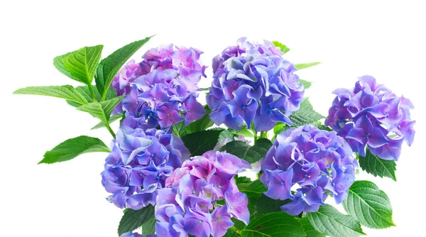 Голубые и фиолетовые гортензии — стоковое фото